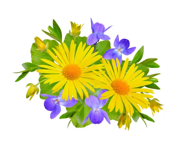 Samenstelling met gele Voorjaarszonnebloem en viola. Geïsoleerd op wit — Stockfoto