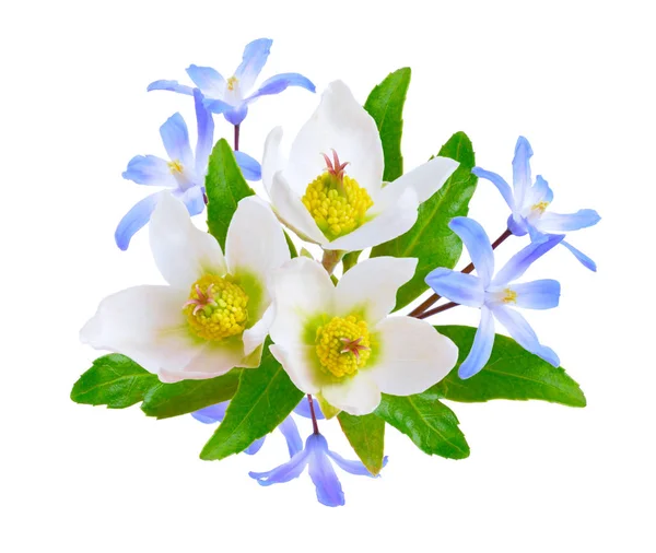 Composizione con fiori primaverili Hellebore e Blue Scilla. Isola — Foto Stock