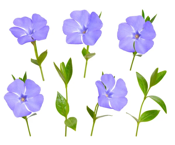 Vinca or periwinkle set. Isolated on white background — Stock Photo, Image