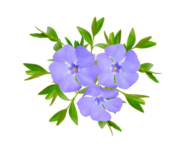 Vinca o periwinkle. Aislado sobre fondo blanco — Foto de Stock