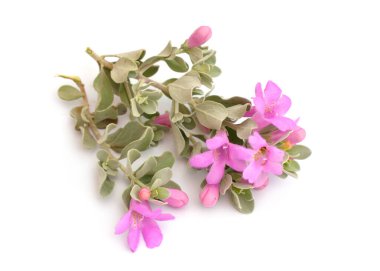 Löcophyllum frutescens Texas Ranger, Texas yağmur adabı, cenizo olarak da bilinir. İzole edilmiş.