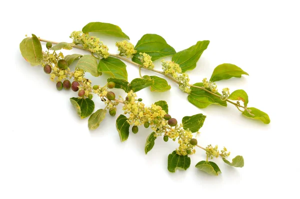 Ziziphus spina-christi, noto come la giuggiola di spina di Cristo. Ramoscello con fiori e frutta. Isolato . — Foto Stock