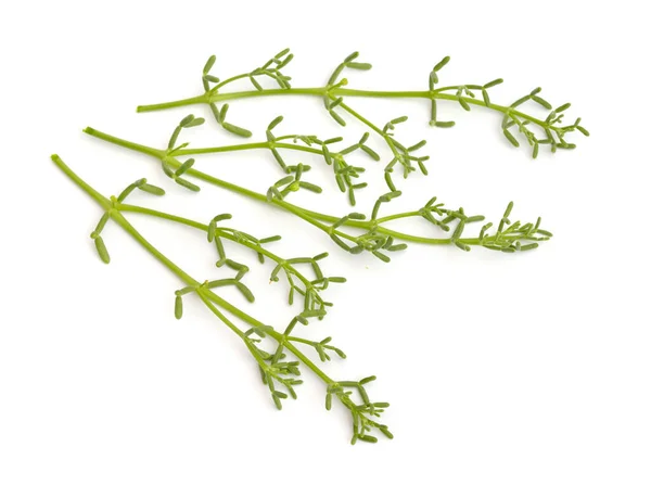 Zygophyllum coccineum rostlina izolované na bílém pozadí — Stock fotografie