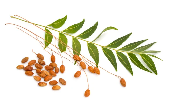 Azadirachta indica, commonly known as neem, nimtree or Indian lilac. Fruit with leaves. Isolated — Stock Photo, Image