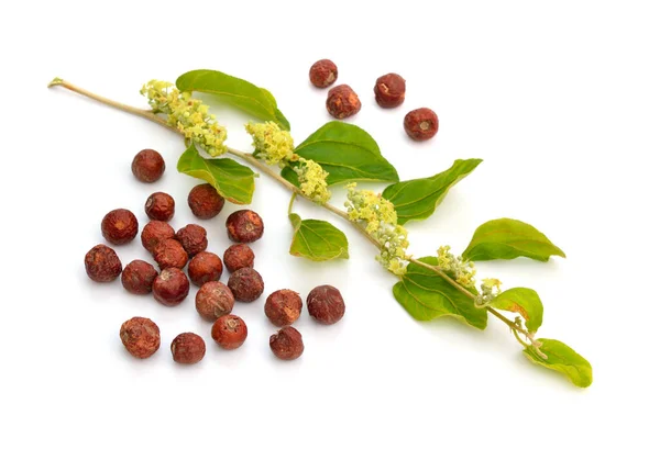 Ziziphus spina-christi, noto come la giuggiola di spina di Cristo. Ramoscello con fiori e frutta. Isolato . — Foto Stock