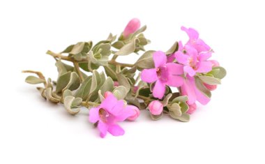 Löcophyllum frutescens Texas Ranger, Texas yağmur adabı, cenizo olarak da bilinir. İzole edilmiş.