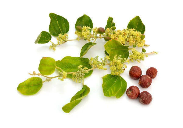 Ziziphus spina-christi, känd som Kristi tagg jujubel. Kvist med blommor och frukter. Isolerad. — Stockfoto