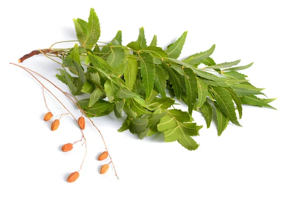 아자 디 라흐 타 검사 (azadirachta indica) 는 인도 산 라일락 또는 인도 산 라일락으로 흔히 알려져 있다. 열매와 잎 이 있노라. 고립됨 — 스톡 사진