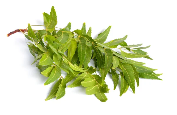 Azadirachta indica, comúnmente conocida como neem, nimtree o lila india. Fruta con hojas. Aislado —  Fotos de Stock