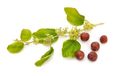 Ziziphus spina-christi, İsa 'nın dikenli jujubisi olarak bilinir. Çiçekli ve meyveli dal. İzole edilmiş.