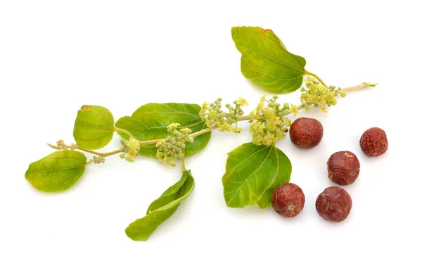 Ziziphus spina-christi, known as the Christ's thorn jujube. Twig with flowers and fruits. Isolated. — Stock Photo, Image