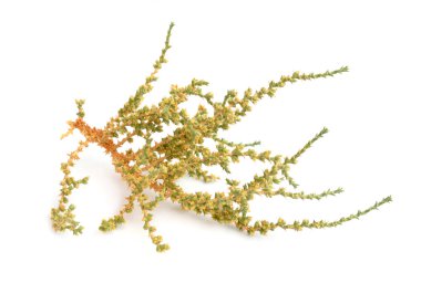 Cornulaca monacantha. Vardı ve djouri olarak bilinir ve Tuareg halkı ona tahara der. Beyaz arkaplanda izole