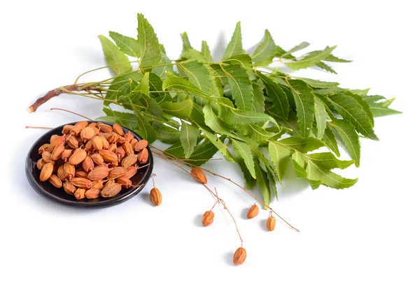 Azadirachta indica, широко известный как neem, nimtree или Indian lilac. Плоды с листьями. Isolated — стоковое фото