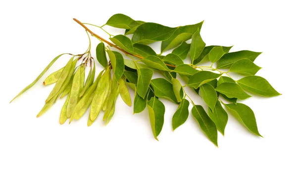 Dalbergia ή Rosewood Sheesham. Φυτέψτε με σπόρους. Απομονωμένα σε λευκό φόντο — Φωτογραφία Αρχείου