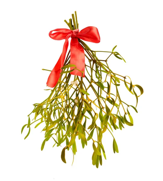 Viscum album, commonly known as European mistletoe, common mistletoe or simply as mistletoe, mistle. Isolated — 스톡 사진