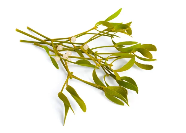 Viscum album, commonly known as European mistletoe, common mistletoe or simply as mistletoe, mistle. Isolated — 스톡 사진