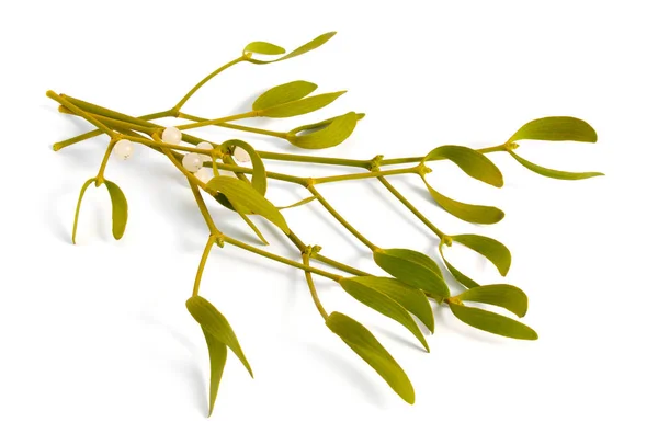 Viscum album, commonly known as European mistletoe, common mistletoe or simply as mistletoe, mistle. Isolated — ストック写真