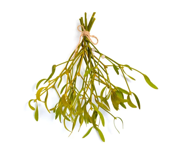 Viscum album, commonly known as European mistletoe, common mistletoe or simply as mistletoe, mistle. Isolated — ストック写真