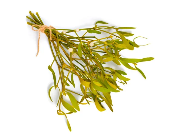 Viscum album, commonly known as European mistletoe, common mistletoe or simply as mistletoe, mistle. Isolated — 스톡 사진