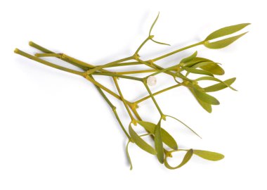 Viscum album, commonly known as European mistletoe, common mistletoe or simply as mistletoe, mistle. Isolated