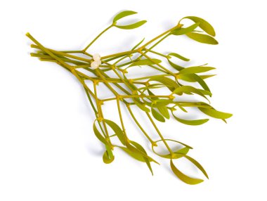 Viscum album, commonly known as European mistletoe, common mistletoe or simply as mistletoe, mistle. Isolated