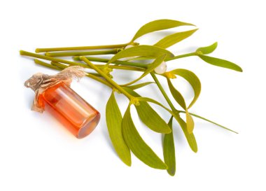 Viscum album, commonly known as European mistletoe, common mistletoe or simply as mistletoe, mistle. Isolated