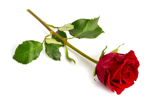 一朵红玫瑰在白色背景上被隔离。外地的完整分部 — 图库照片