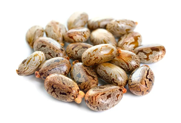 Семена Ricinus communis, растения касторовой фасоли или касторового масла. Изолированный на белом фоне — стоковое фото
