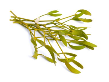 Viscum album, commonly known as European mistletoe, common mistletoe or simply as mistletoe, mistle. Isolated
