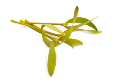 Viscum album, commonly known as European mistletoe, common mistletoe or simply as mistletoe, mistle. Isolated