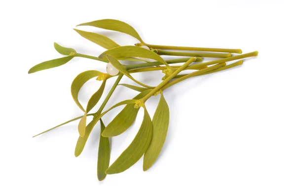 Viscum album, commonly known as European mistletoe, common mistletoe or simply as mistletoe, mistle. Isolated — 스톡 사진