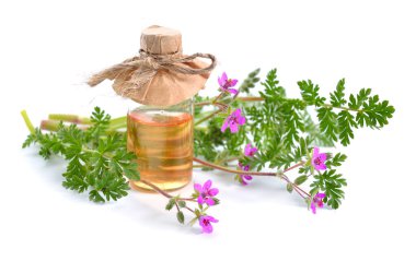 Erodyum cicutarium, aynı zamanda kırmızı saplı filaree, kırmızı saplı leylek gagası, leylek gagası ya da pinweed olarak da bilinir. Beyazda izole edilmiş.
