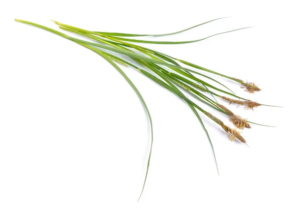 Soin Vraie Carex Caricologie Isolé Sur Fond Blanc — Photo