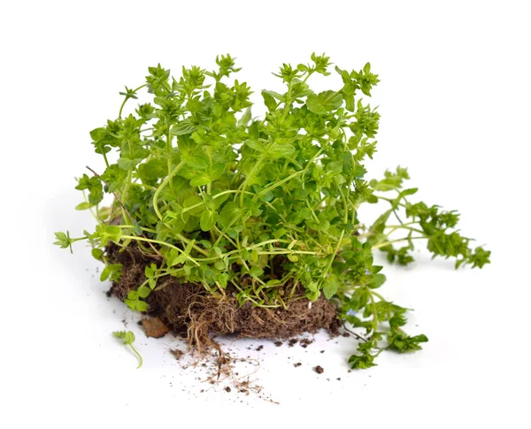 Veronica Agrestis Pflanze Isoliert Auf Weißem Hintergrund — Stockfoto