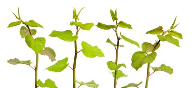 Reynutriya Bohemian veya japonica, sakhalinensis. Beyazda izole edilmiş