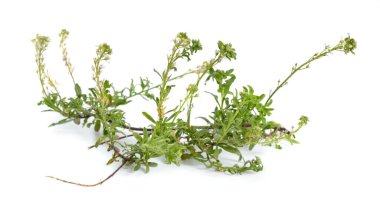 Beyaz arkaplanda beyaz çiçekli alyssum