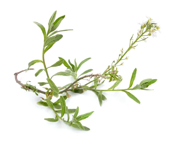 Alyssum met witte bloemen geïsoleerd op witte achtergrond — Stockfoto