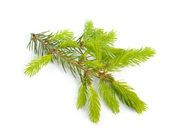 Beyaz arka planda yalıtılmış Yang ladin tomurcukları.