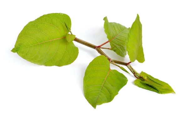 Reynutriya Bohemian eller japonica, sachalinensis. Isolerad på vitt. — Stockfoto