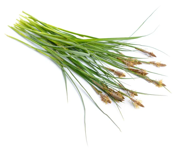 Carex o veri sedge, caricologia. Isolato su sfondo bianco — Foto Stock