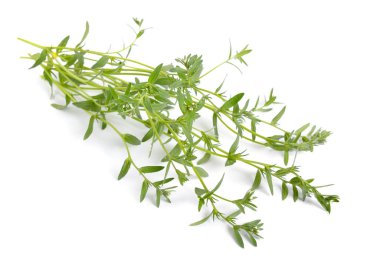 Lithospermum Arvense, Gromwell tarlası, Gromwell, veya piç alkanet, Buglossoides arvensis. İzole edilmiş