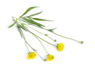 Ranunculus illyricus çiçeği beyaz arkaplanda izole edilmiş.