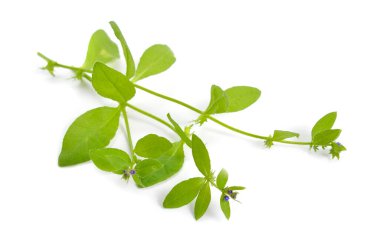 Asperugo procumbens, madwort ya da Alman madwort olarak bilinir. İzole edilmiş