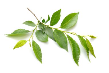 Elm Young şubesi. Beyaz arkaplanda izole