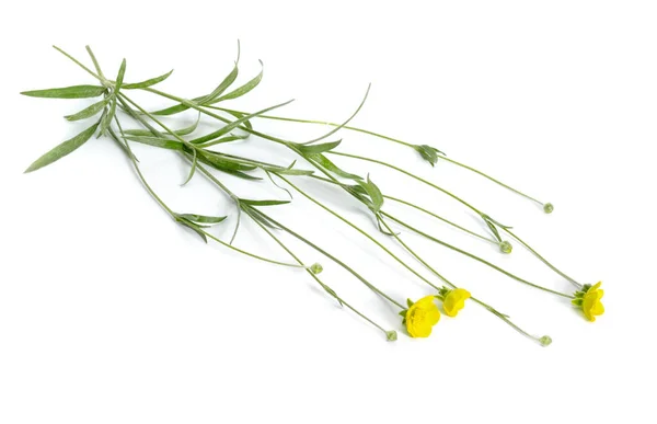 Ranunculus illyricus fleur isolée sur fond blanc — Photo