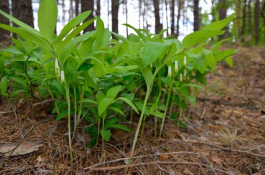 Polygonatum, Solomonlar veya kokulu Solomonlar mühür.