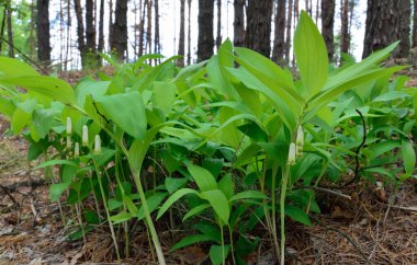 Polygonatum, Solomonlar veya kokulu Solomonlar mühür.
