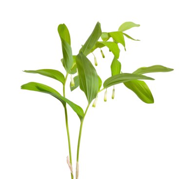 Polygonatum, Solomonlar veya kokulu Solomonlar mühür.