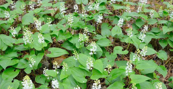 Maianthemum bifolium, valse lelie van de vallei of mei lelie — Stockfoto