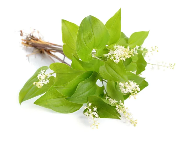 Maianthemum bifolium, false lily of the valley or May lily — Stock Photo, Image